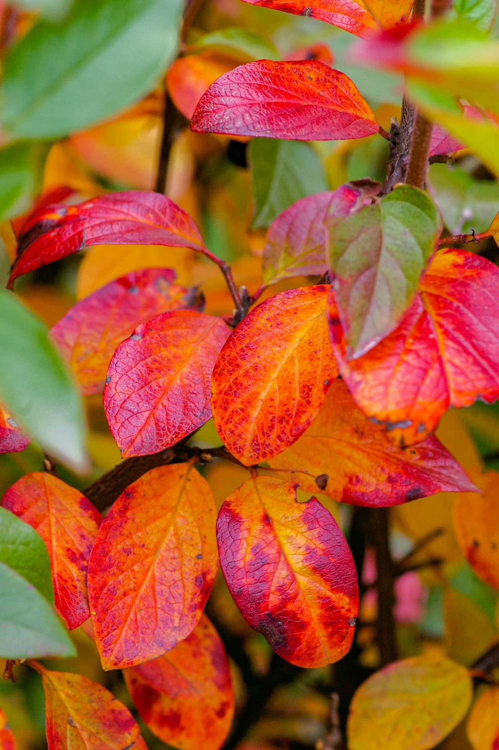 red and green leaves in close up photography