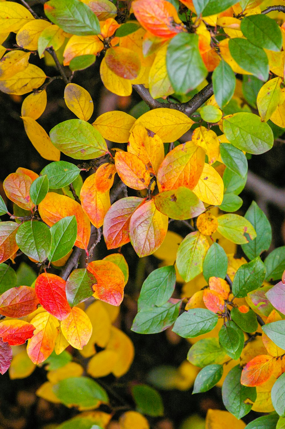 green and red leaves in tilt shift lens