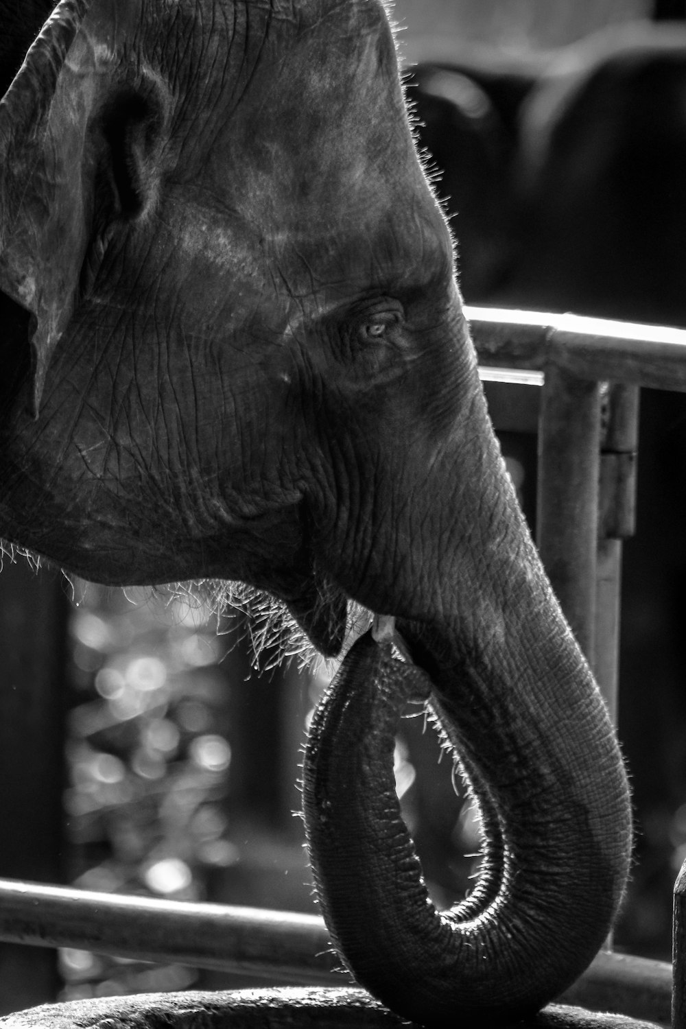 Elefante en fotografía en escala de grises durante el día