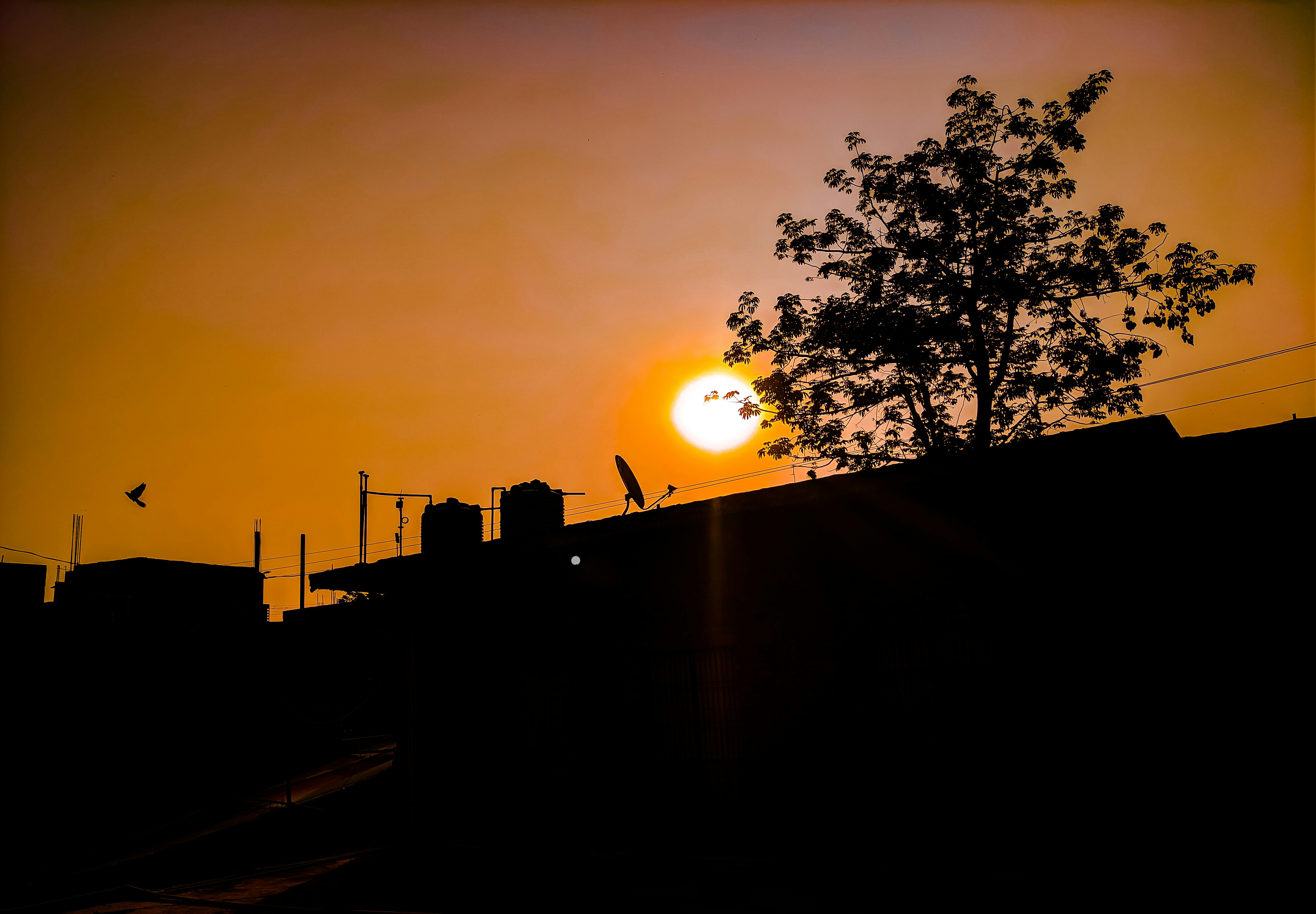 silhouette of trees during sunset