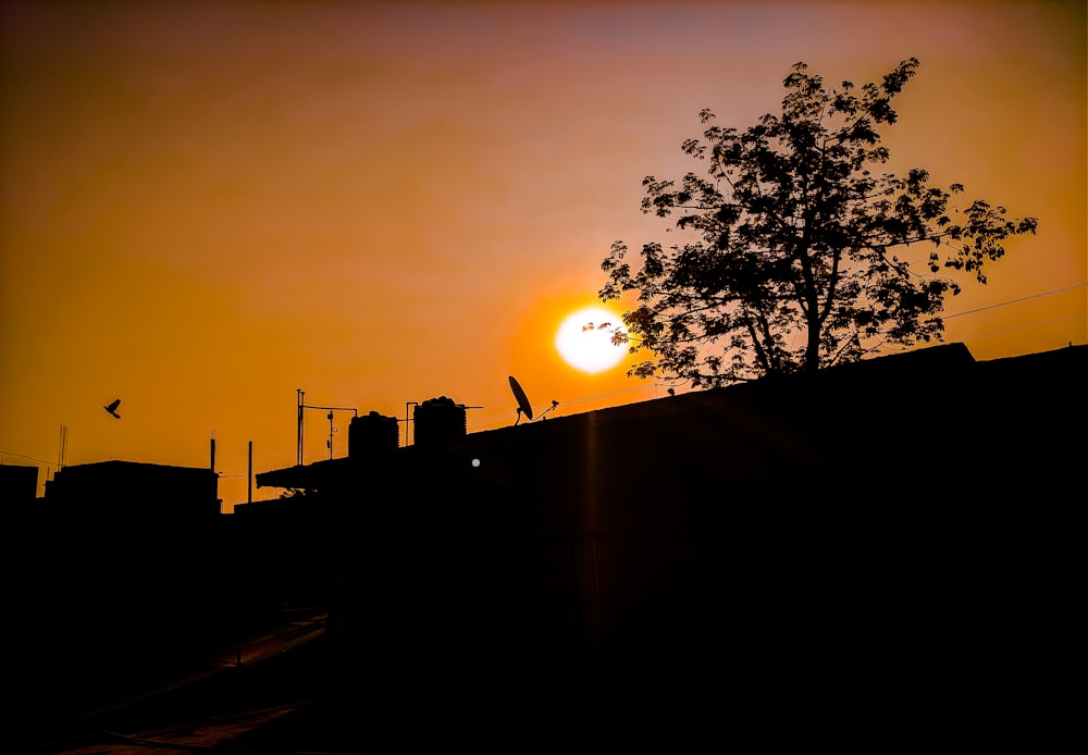 silhouette of trees during sunset