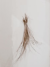 brown and white plant on white surface