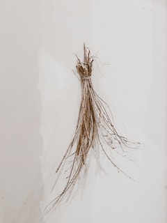 brown and white plant on white surface