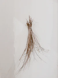 Dried licorice root