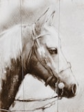 brown and white horse sketch