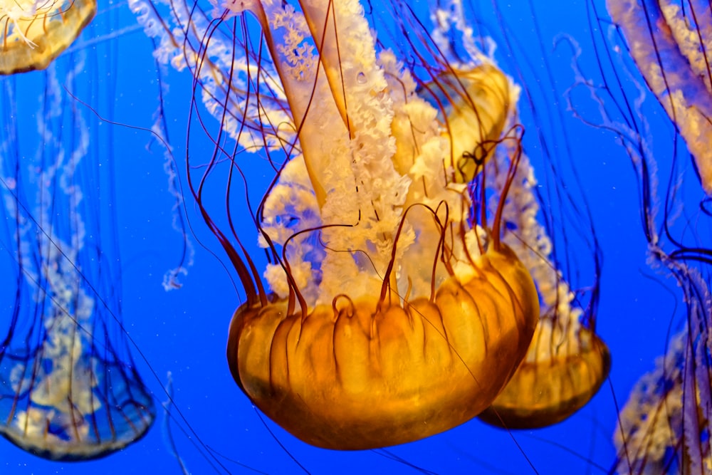 Meduse gialle e bianche in acqua