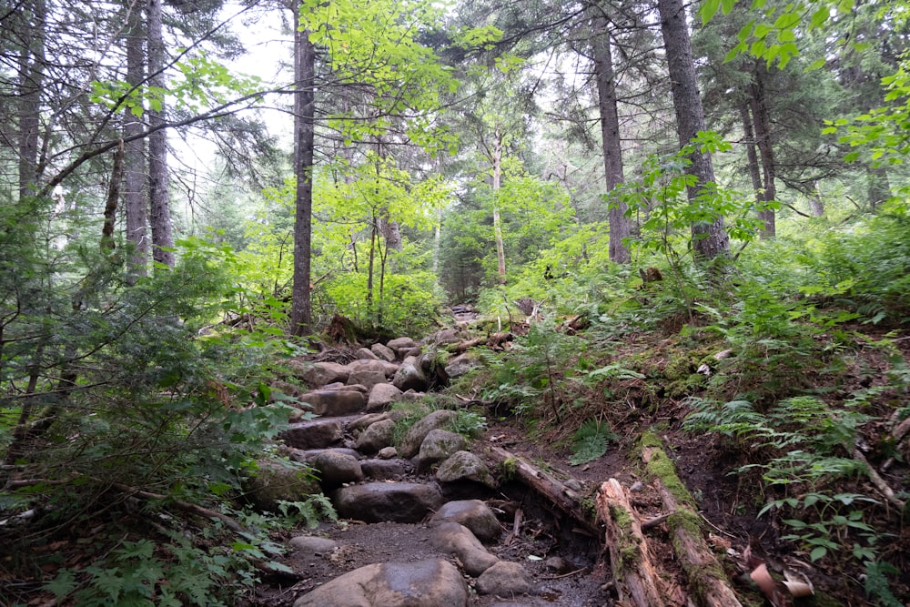 Arbres verts et roches brunes