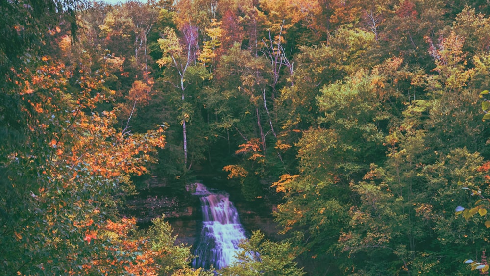 green and brown trees near waterfalls during daytime