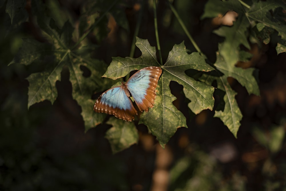 farfalla blu su foglia verde