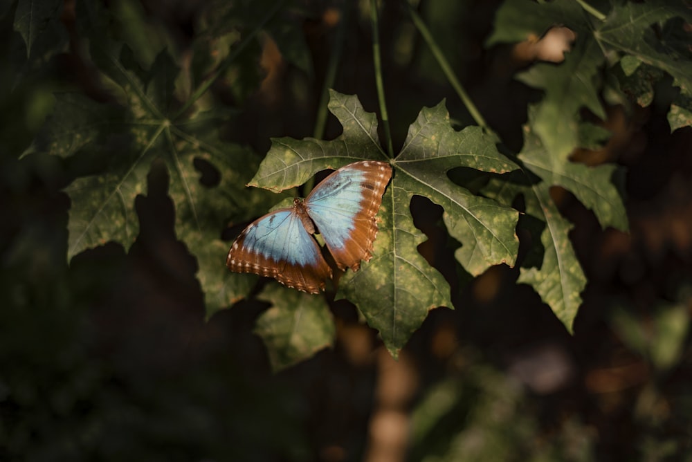 blue butterfly on green leaf