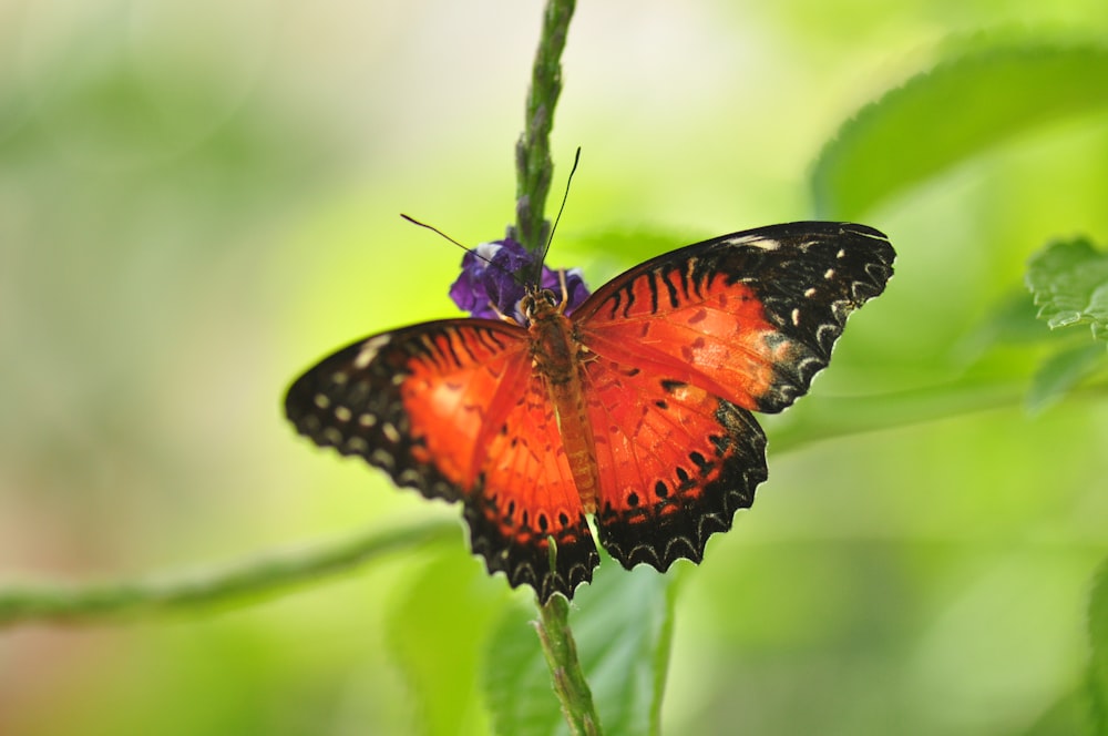 red and black butterfly perched on green plant