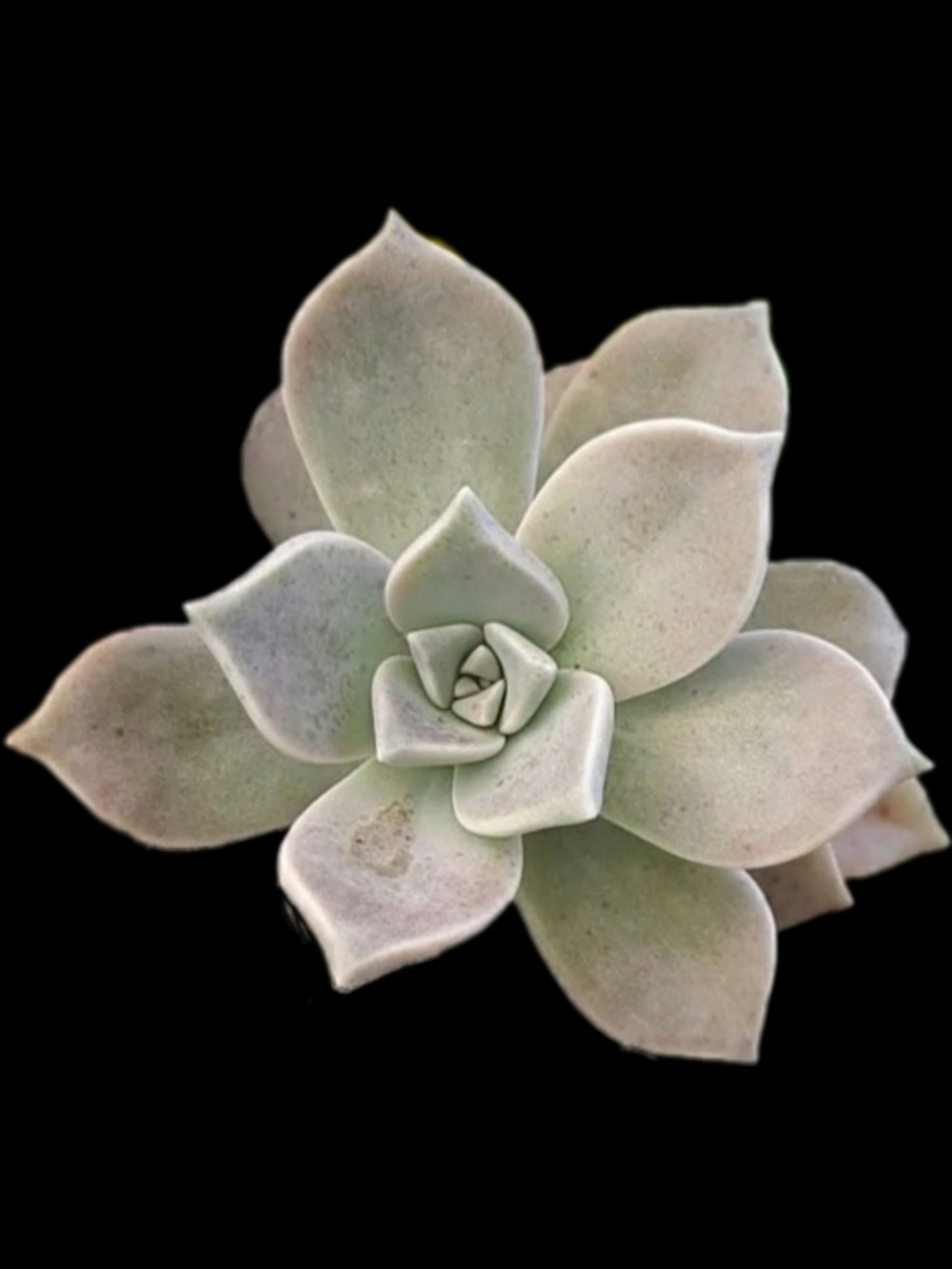 green and brown succulent plant