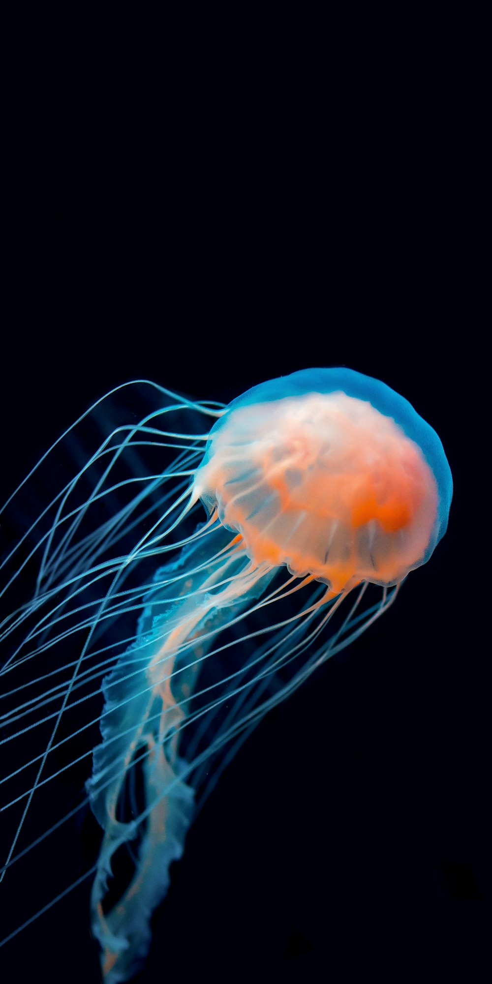 blue jellyfish in water in close up photography