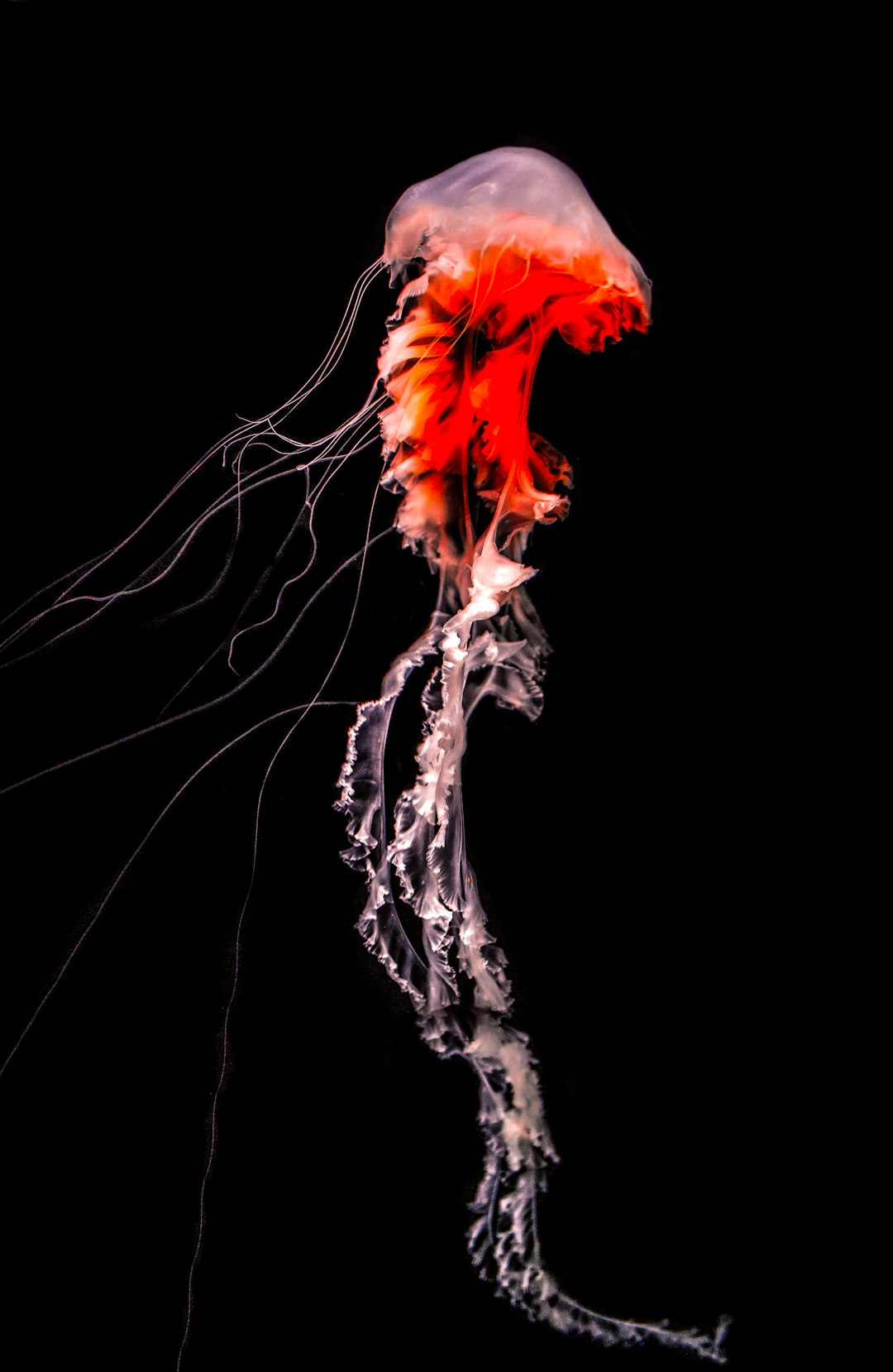  blue smoke on white background jellyfish