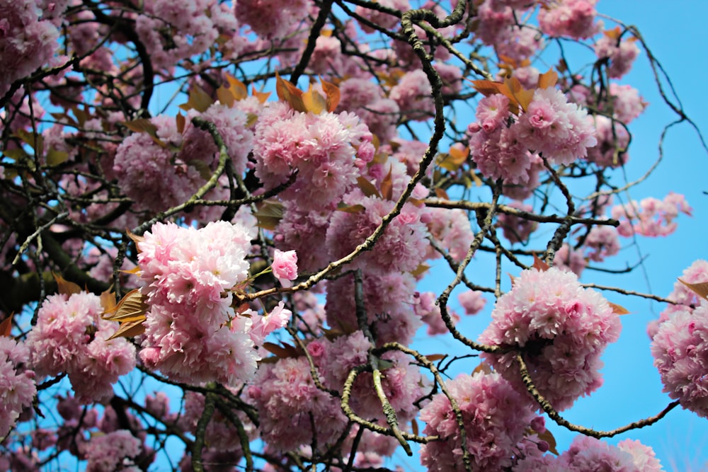 pink cherry blossom tree during daytime