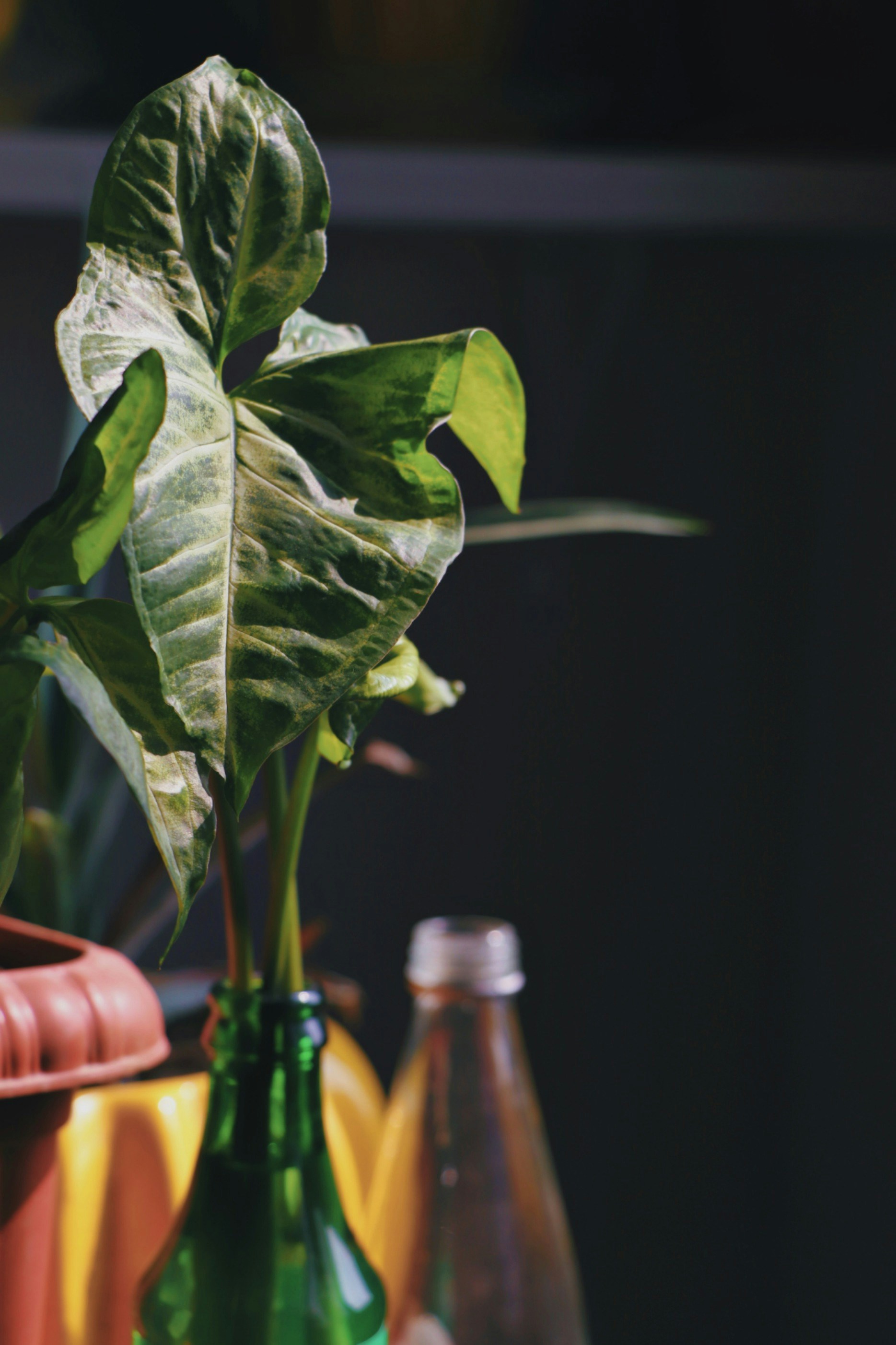 Photo by mahyar_mirghasmi