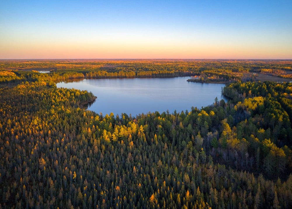 green trees near body of water during daytime