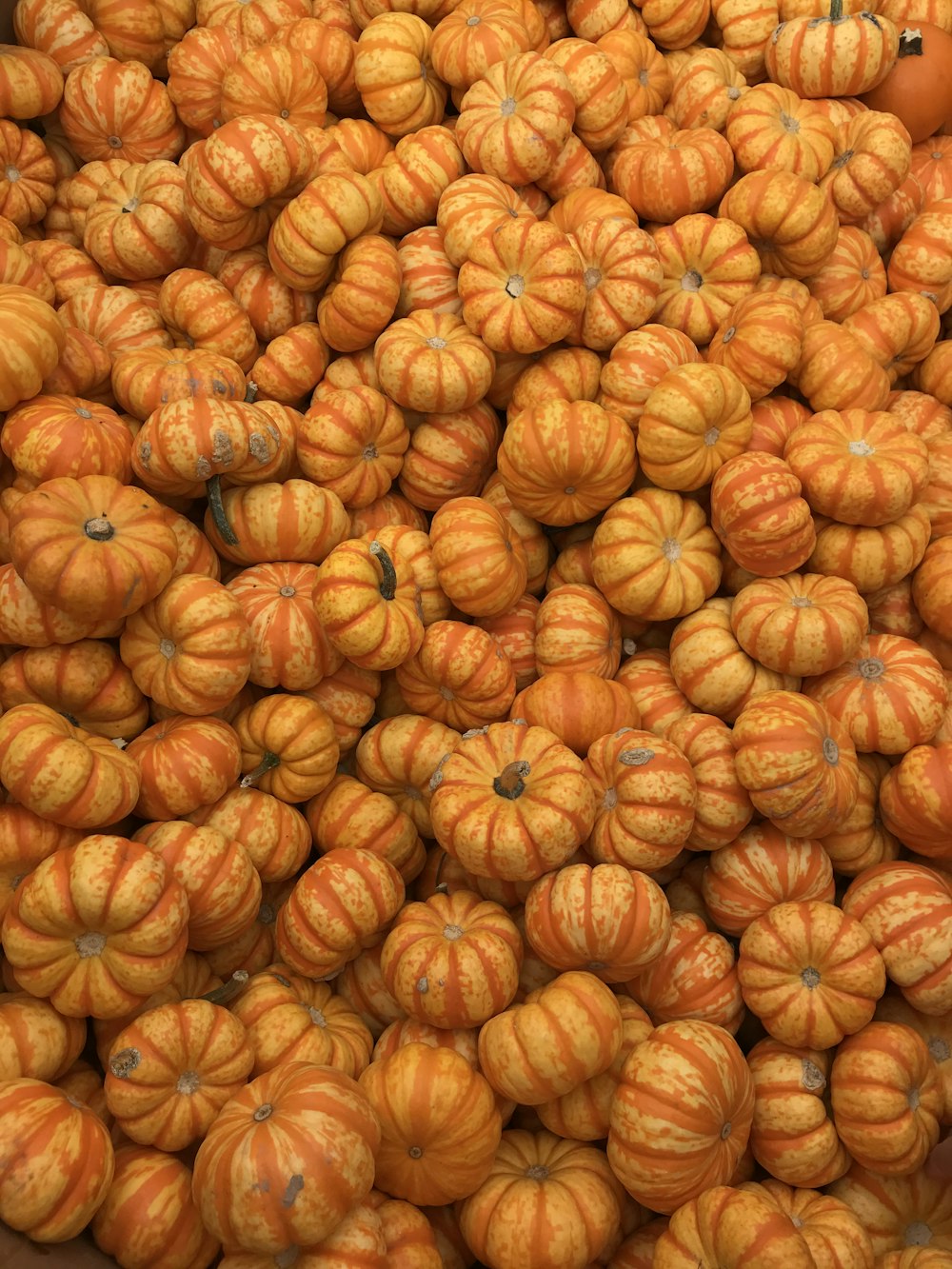 orange pumpkins on brown wooden surface