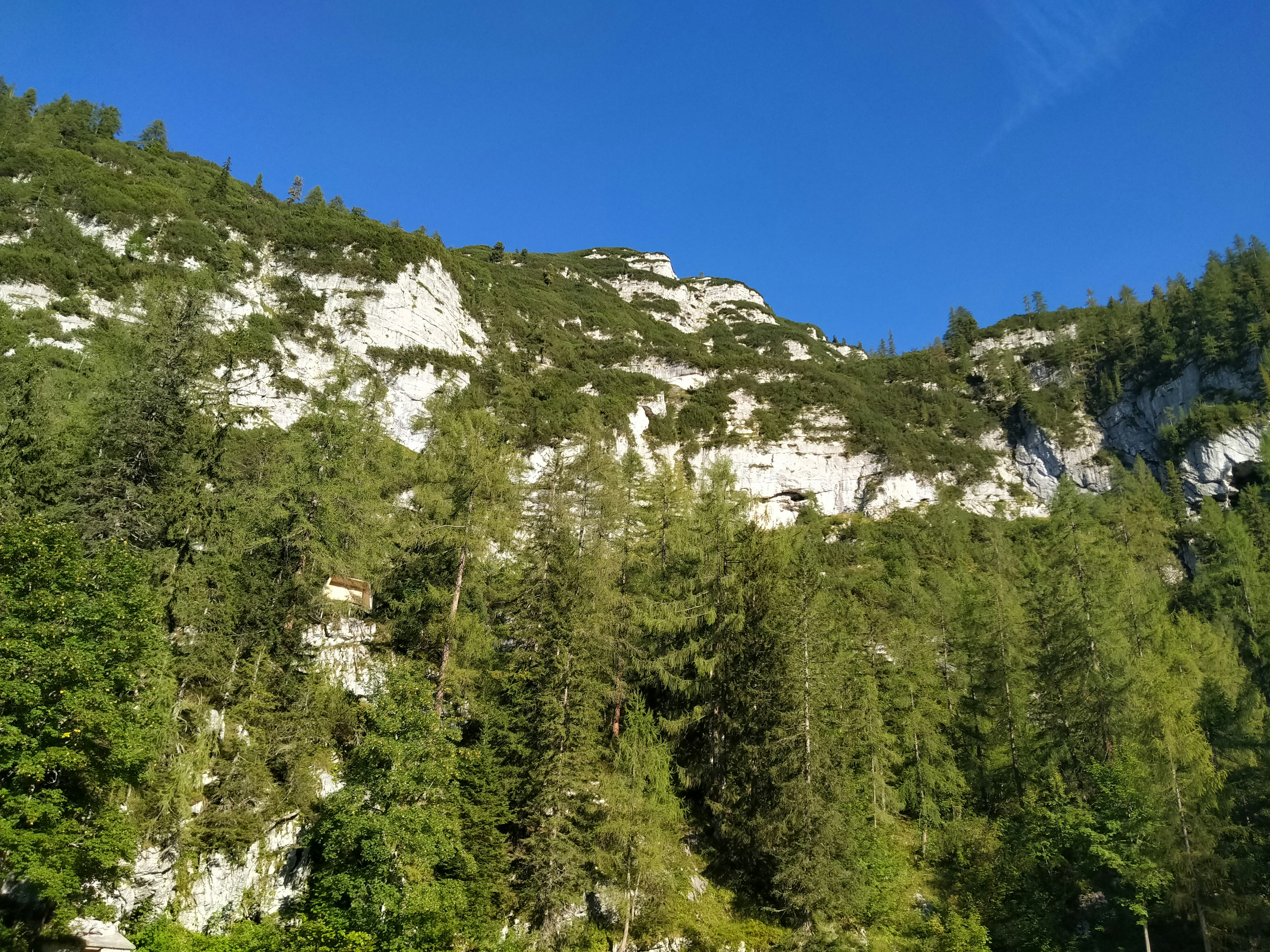 green pine trees on mountain under blue sky during daytime