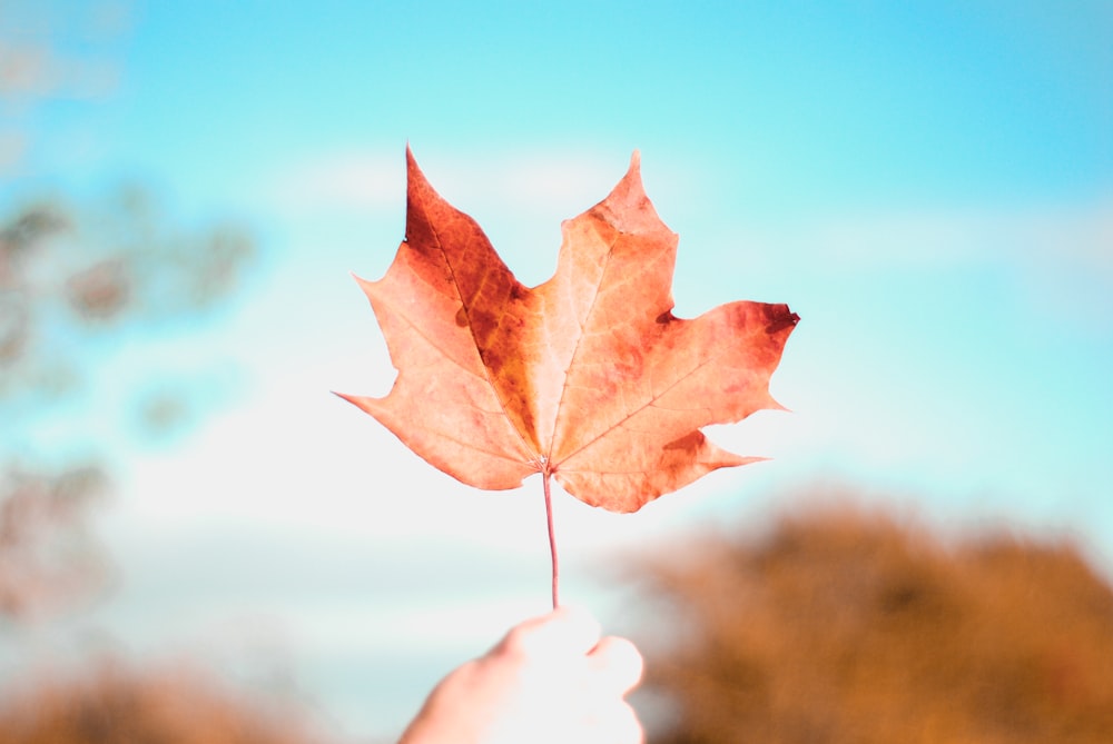 brown maple leaf in close up photography