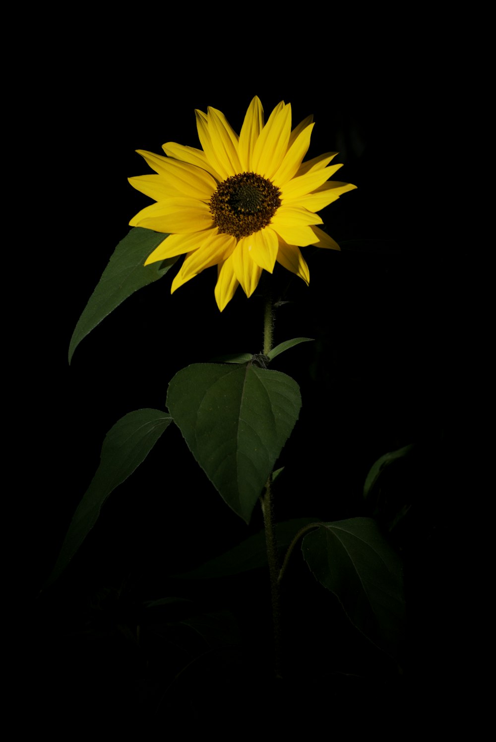 a large sunflower with green leaves on a black background