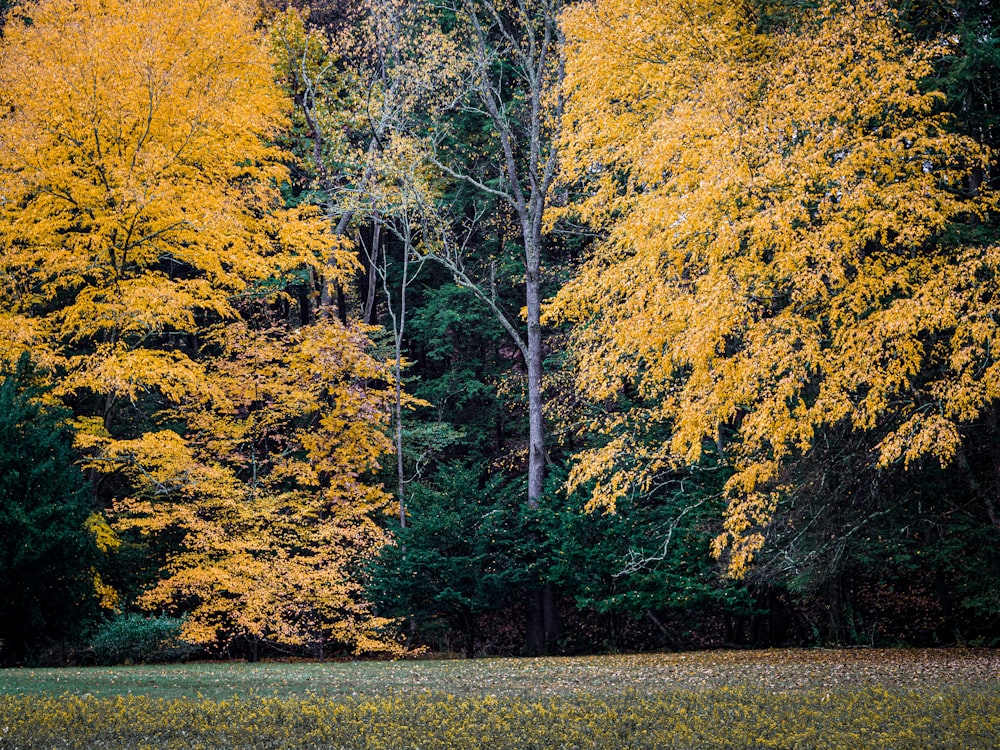 yellow and green trees on green grass field during daytime