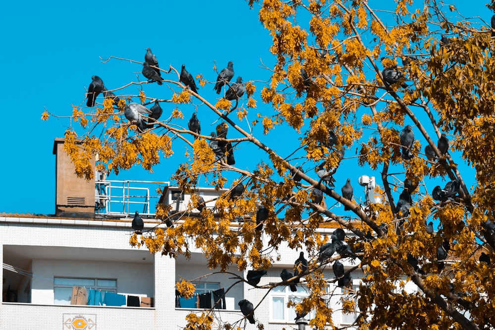 brown tree with yellow leaves