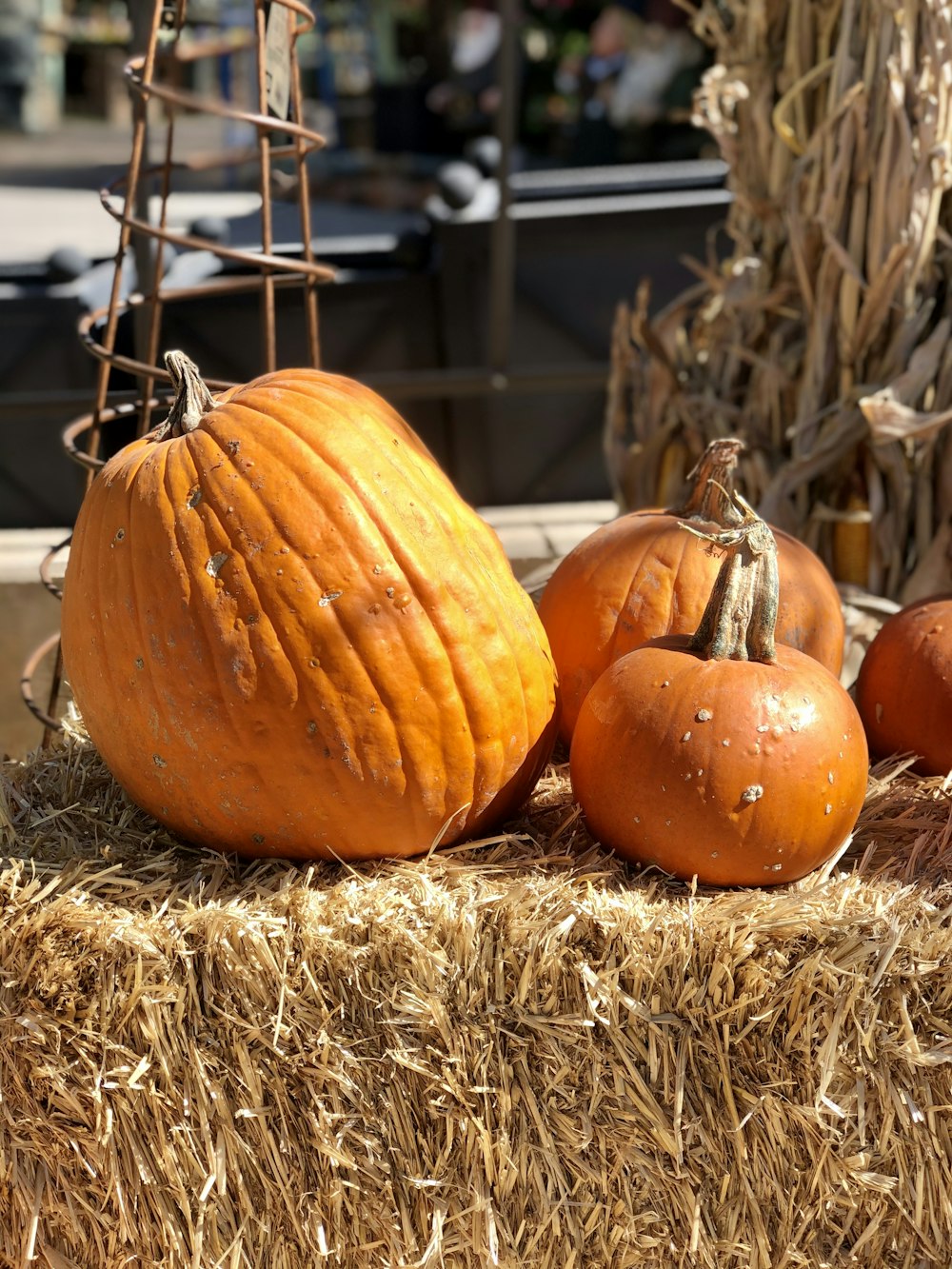 orange pumpkin on brown grass