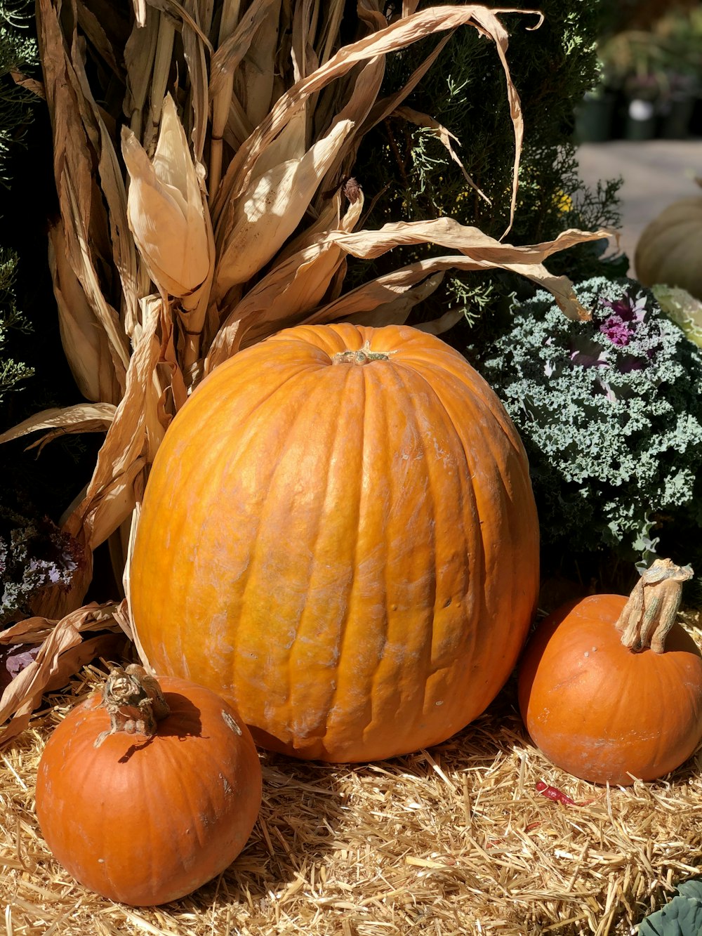 orange pumpkin beside purple flowers