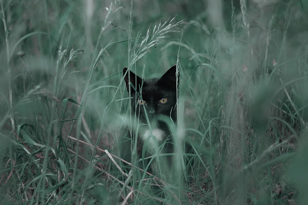 black cat on green grass field during daytime