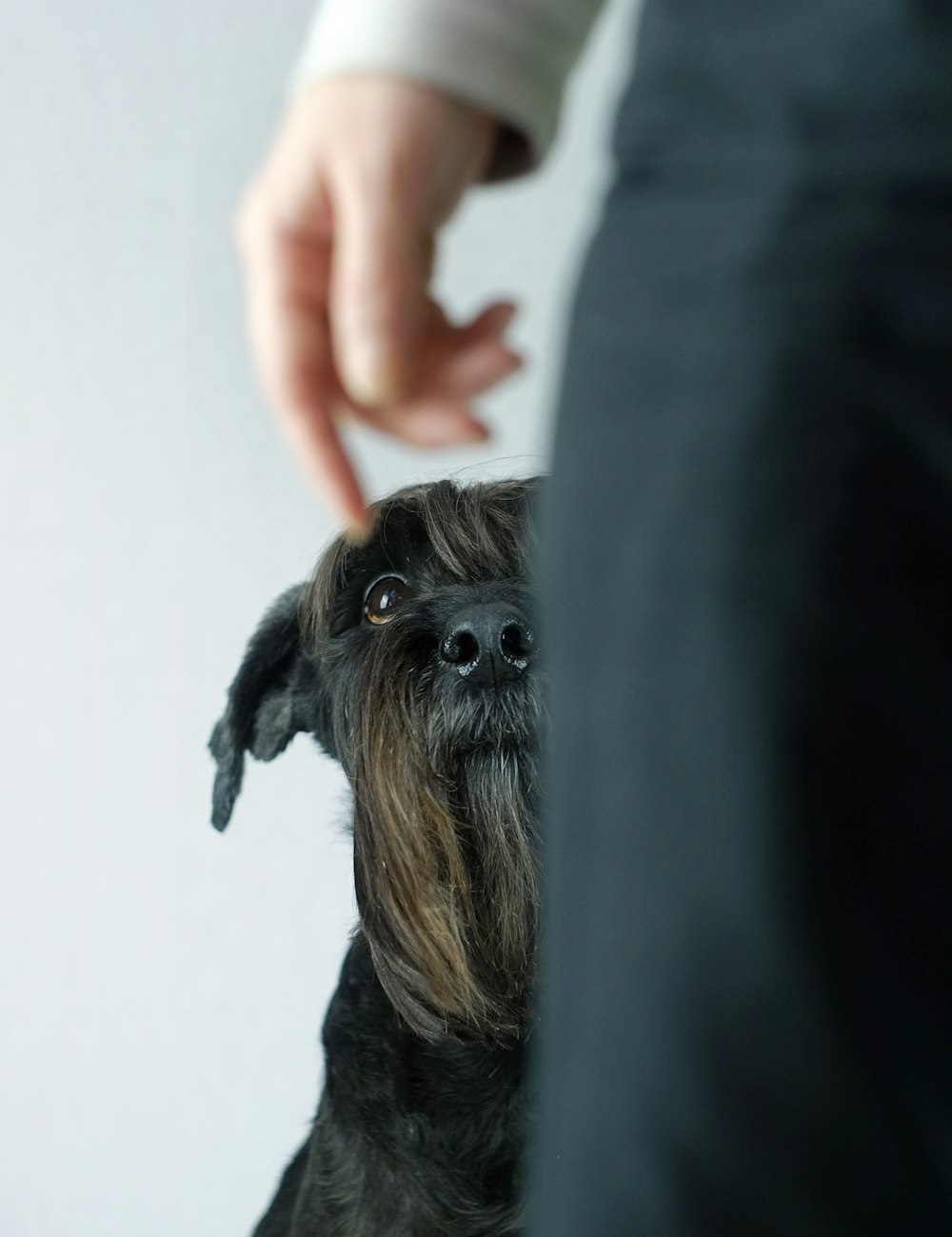 person in black long sleeve shirt holding black and gray long coated small dog