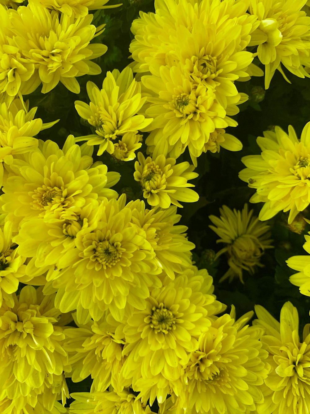 yellow flowers in macro lens