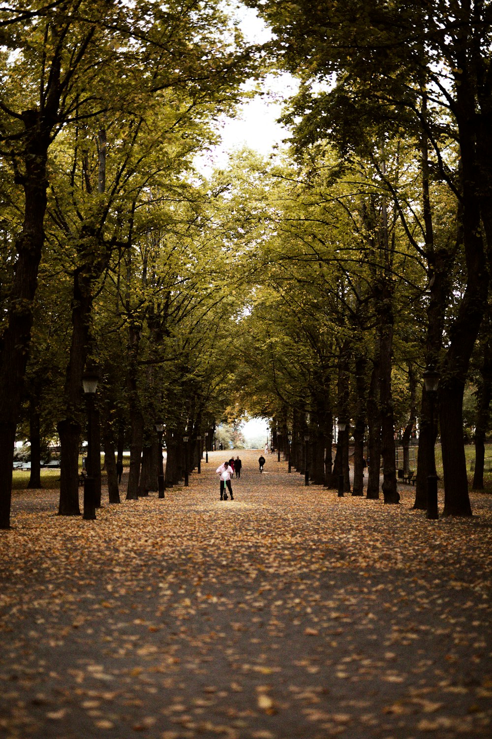 people walking on pathway between trees during daytime