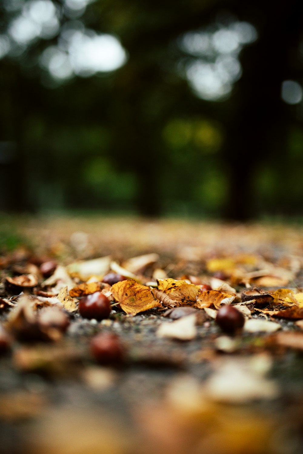 brown dried leaves on ground