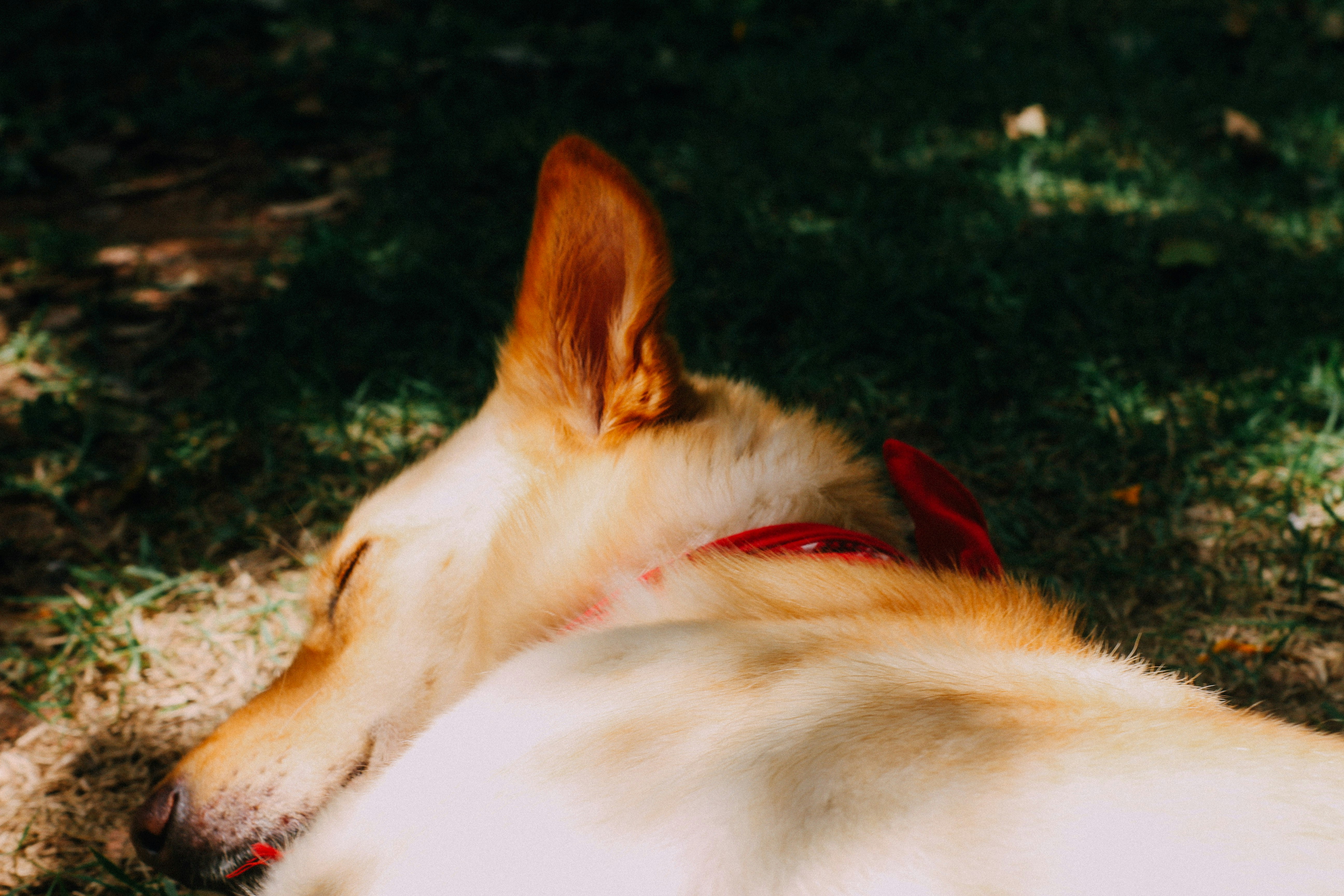 Golden Retriever lying down, wearing a service dog vest