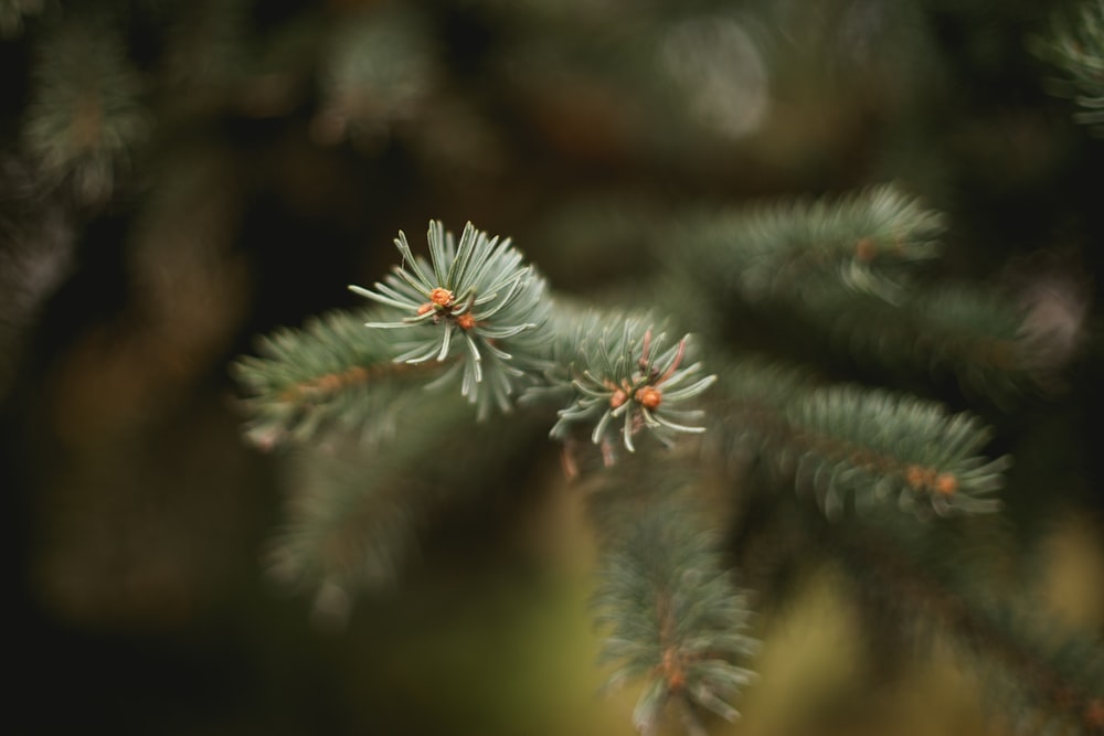 white flower in tilt shift lens