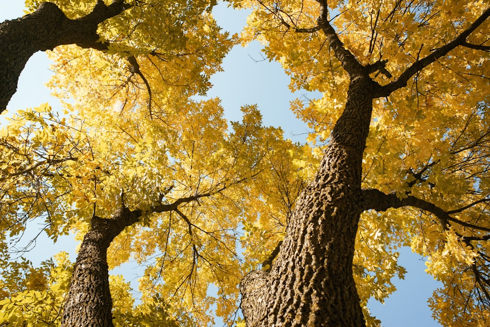 árbol de hojas amarillas y verdes