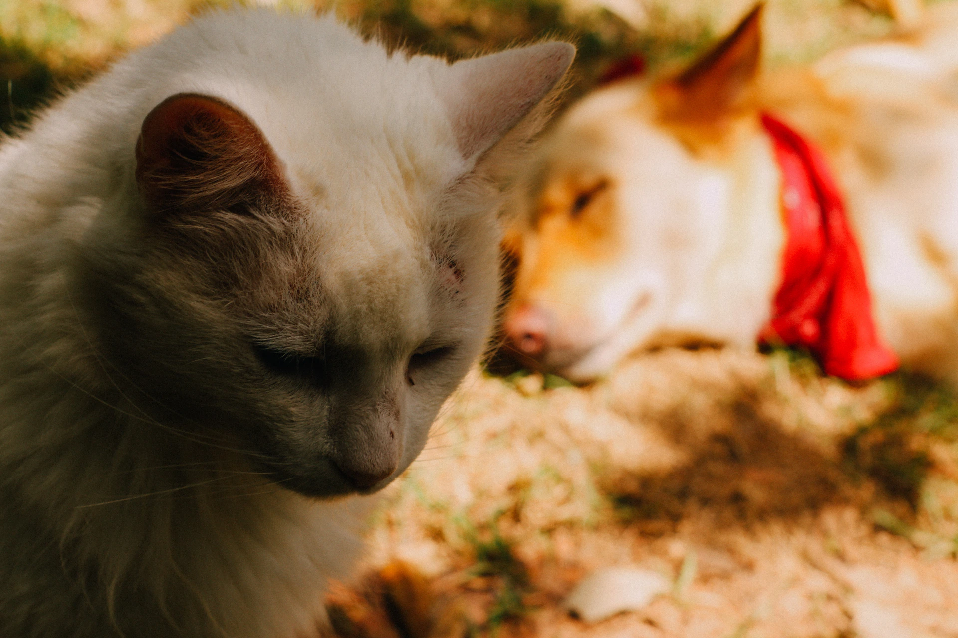 white and brown cat on brown ground