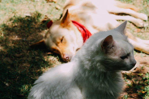 A calm dog and curious cat sitting together in a sunlit garden.