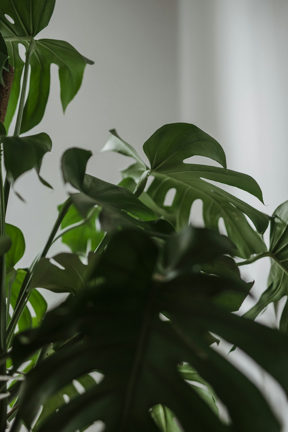 green plant in close up photography