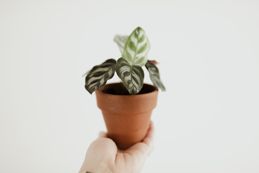 green plant on brown clay pot