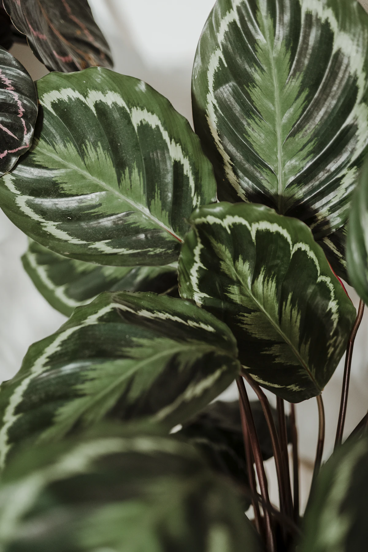 Close-up of a calathea leaf with fine green feathering on a pale ground — the appearance maintained at 60%+ humidity