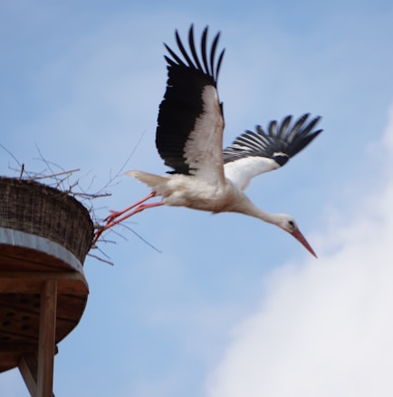 A stork with outstretched wings taking flight from a nest made of twigs, set on a wooden platform against a clear blue sky.