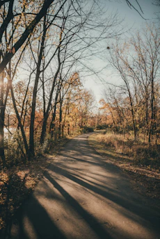 A peaceful trail winding through vibrant autumn woods with sunlight streaming through the leaves.