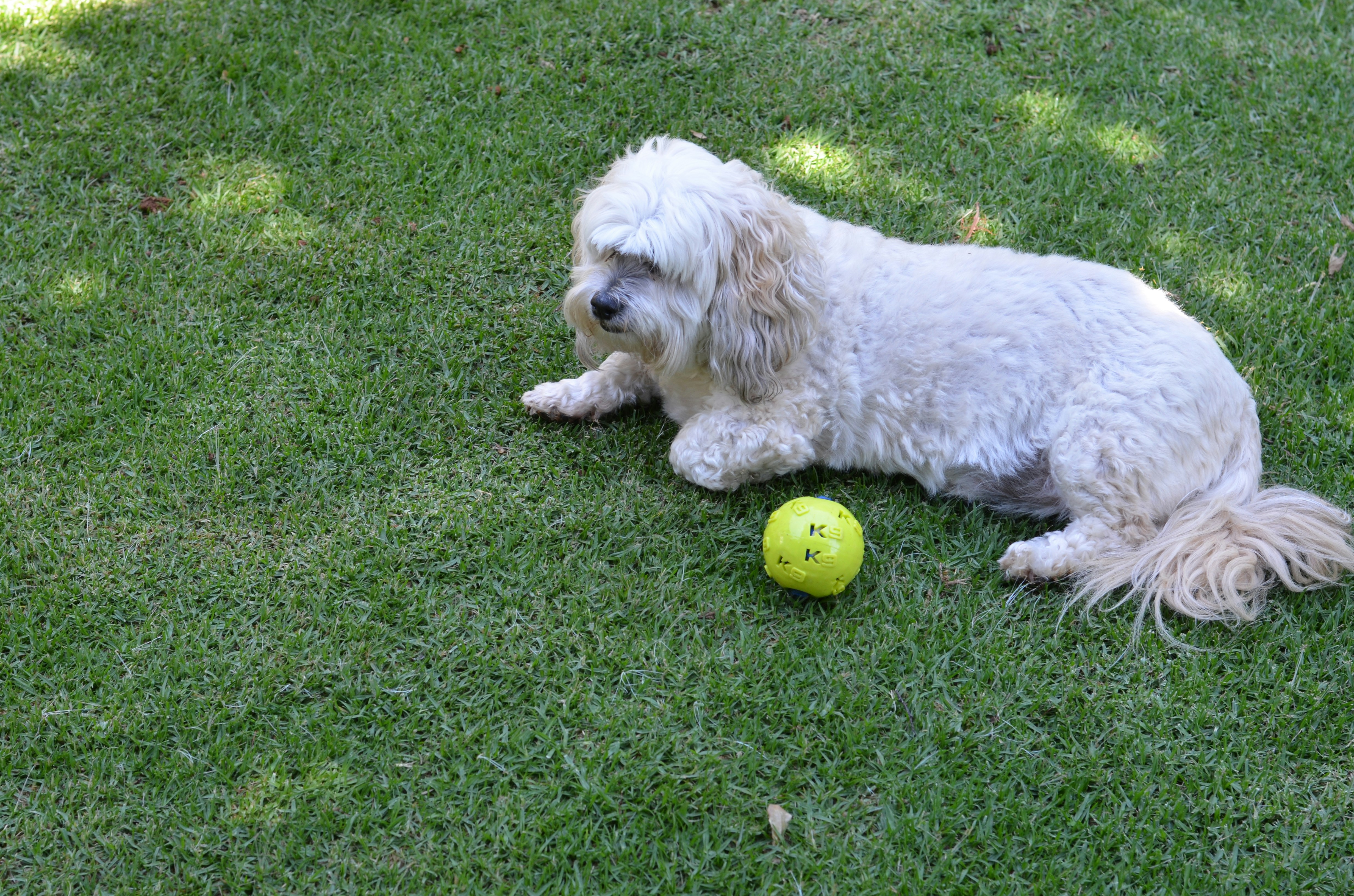 white long coated small dog on green grass field, 