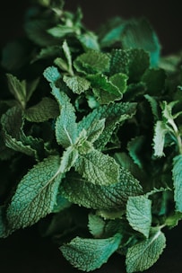 green leaf plant in close up photography