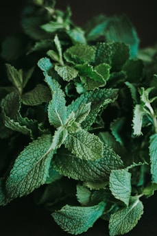 mint leaf plant in close up photography
