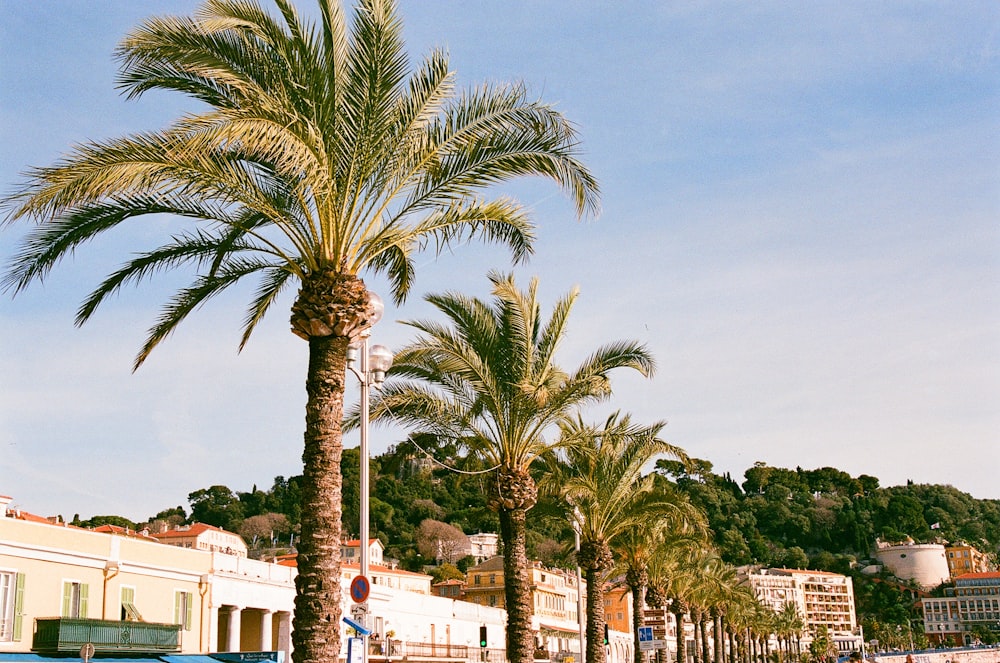 green palm tree near white concrete building during daytime