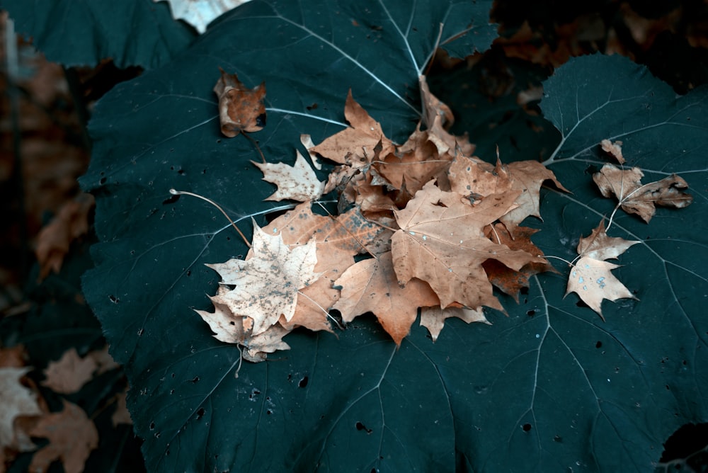 a group of leaves laying on top of a leaf covered ground
