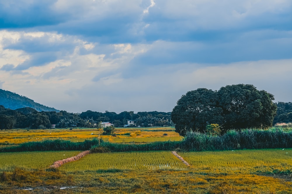 green grass field under cloudy sky during daytime